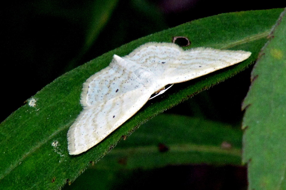 Scopula immutata - réti fehéraraszoló
