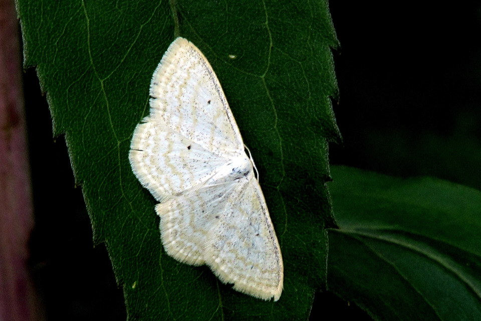 Scopula immutata - réti fehéraraszoló