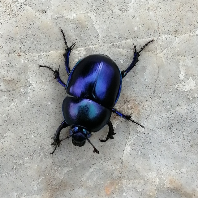 Trypocopris vernalis - tavaszi álganéjtúró