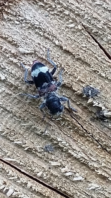 Clerus mutillarius - feketenyakú szúfarkas
