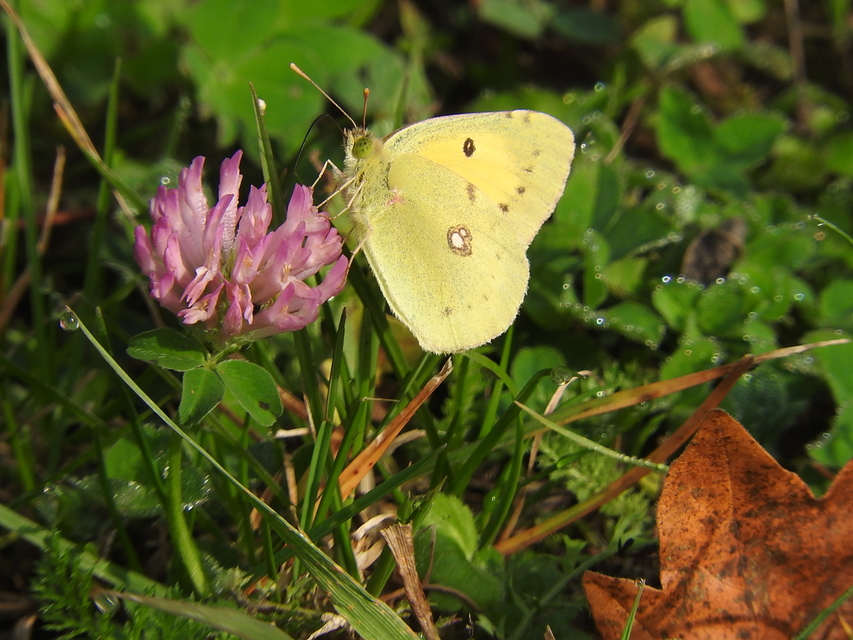 Colias erate - csángó-kéneslepke