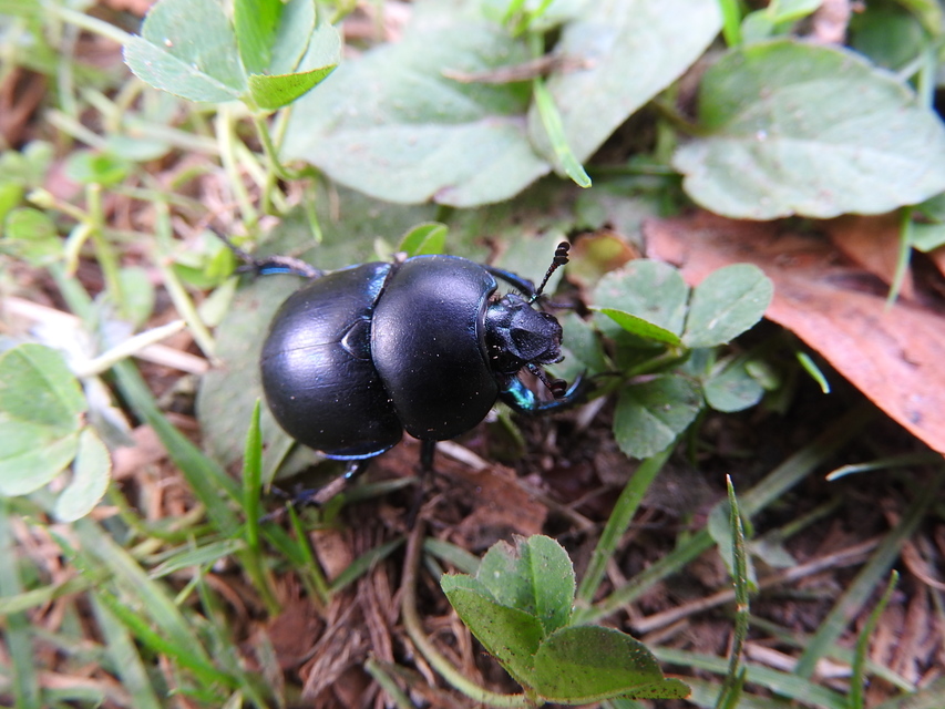 Trypocopris vernalis - tavaszi álganéjtúró
