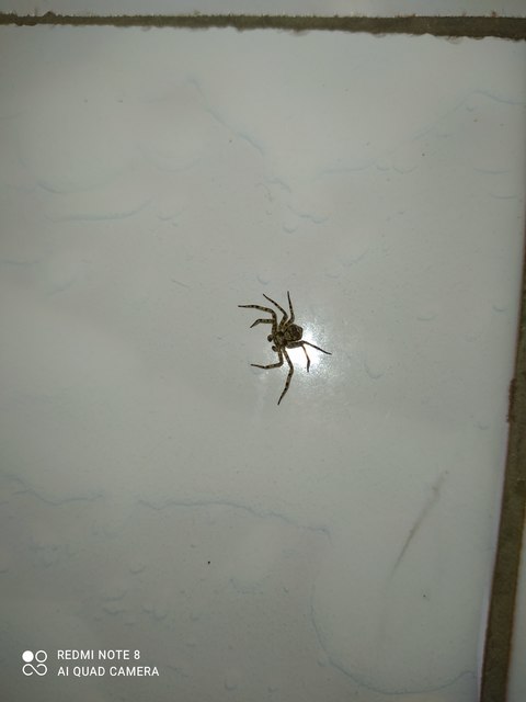 Philodromus poecilus - cifra karolópók