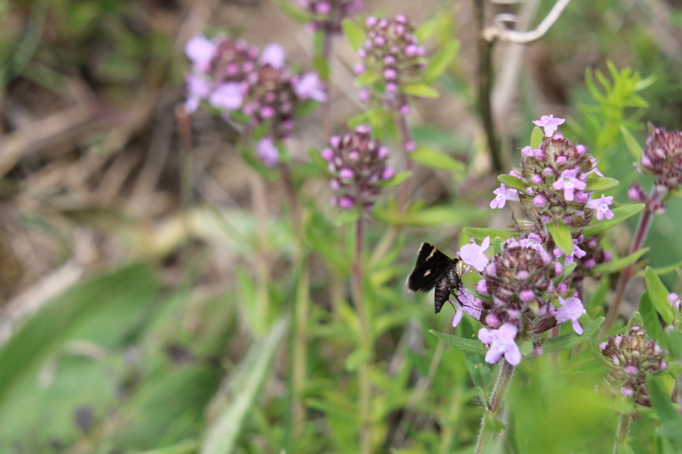 Heliothela wulfeniana - fényes kormosmoly