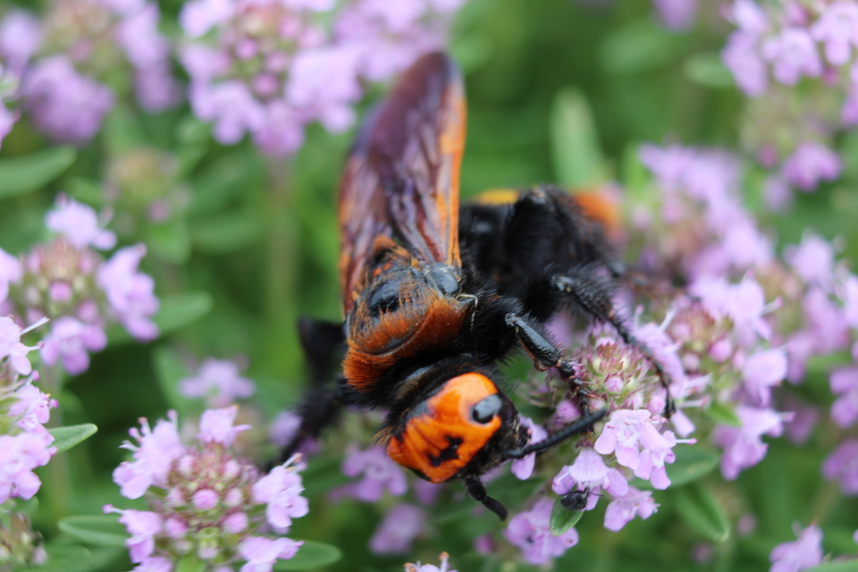 Megascolia maculata - óriás-tőrösdarázs