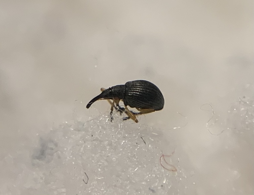 Protapion fulvipes - vadhere-cickányormányos Protapion fulvipes - vadhere-cickányormányos