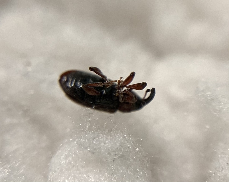 Dorytomus taeniatus - kecskefűz-hangormányos