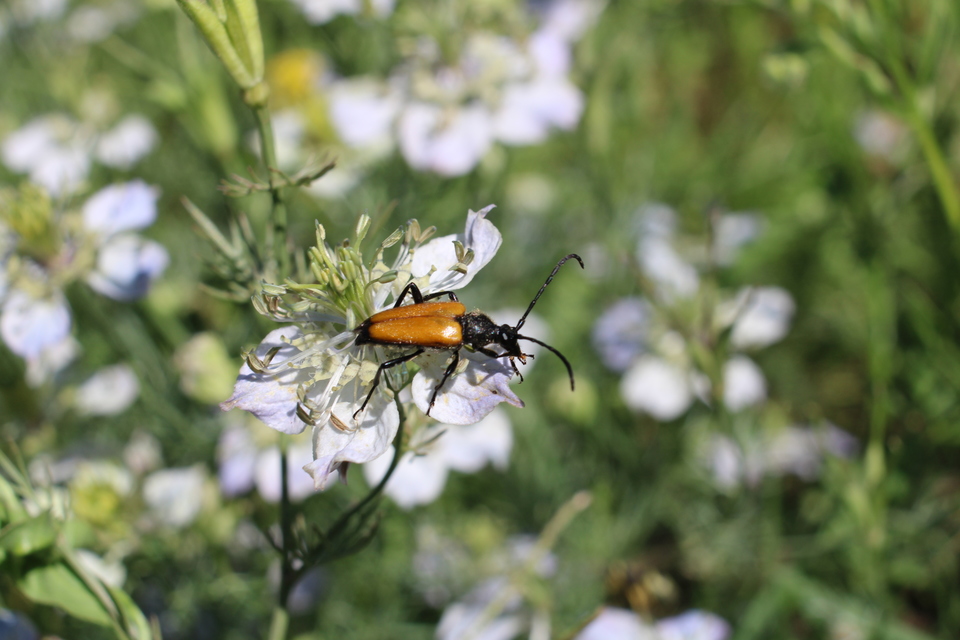 Stictoleptura fulva - vörhenyes virágcincér