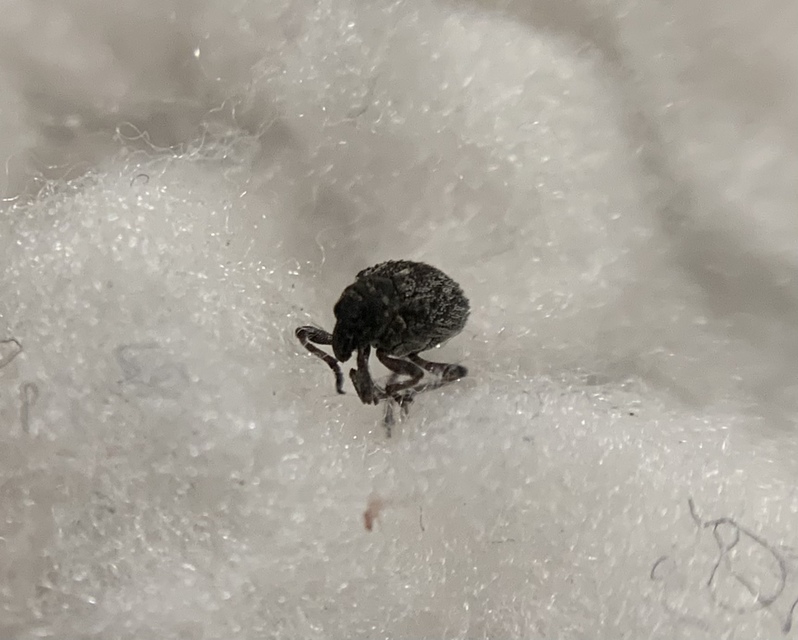 Neophytobius muricatus - tüskéshátú keserűfű-ormányos