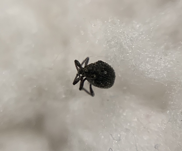 Neophytobius muricatus - tüskéshátú keserűfű-ormányos