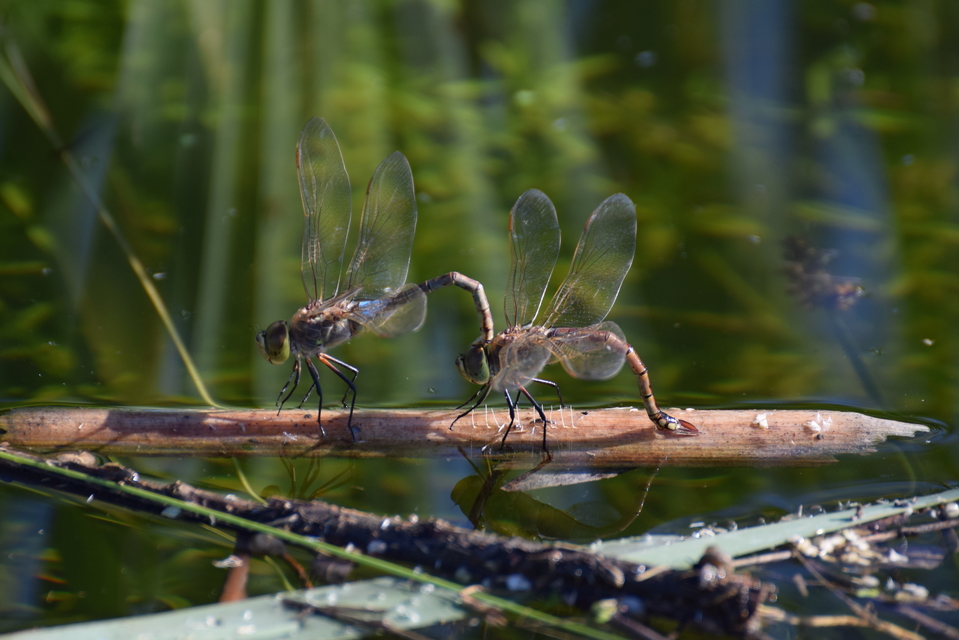 Anax ephippiger - vándor óriásacsa