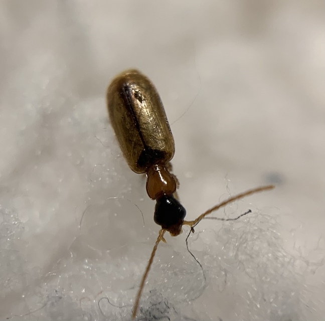 Demetrias atricapillus - buzogányfoltos nádfutó