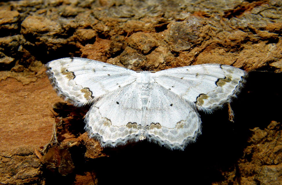Scopula ornata - díszes fehéraraszoló