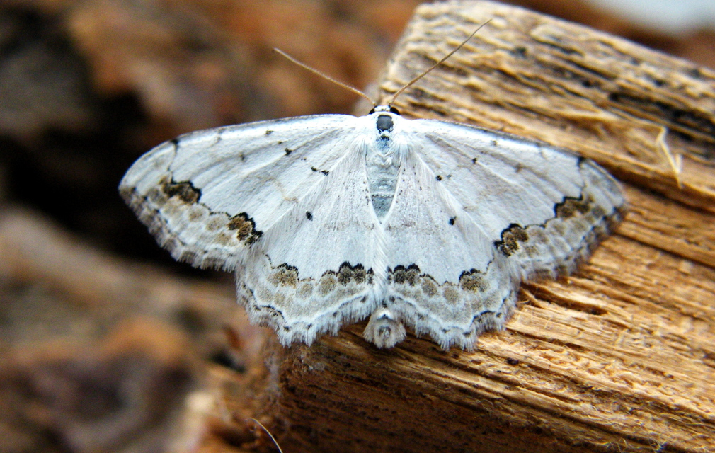 Scopula ornata - díszes fehéraraszoló