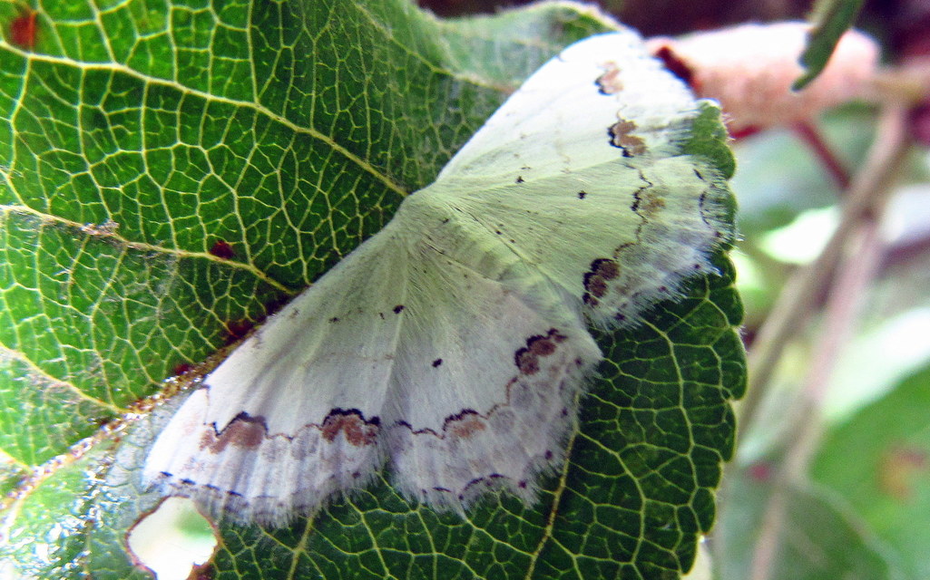Scopula ornata - díszes fehéraraszoló