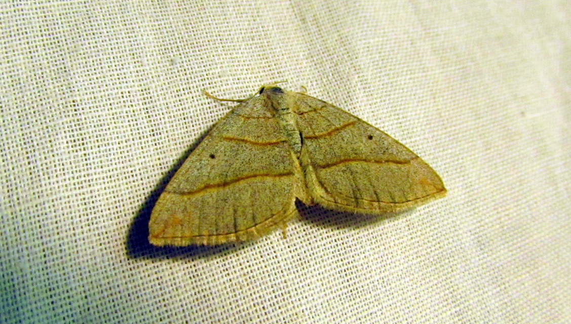 Scotopteryx mucronata/luridata/ignorata