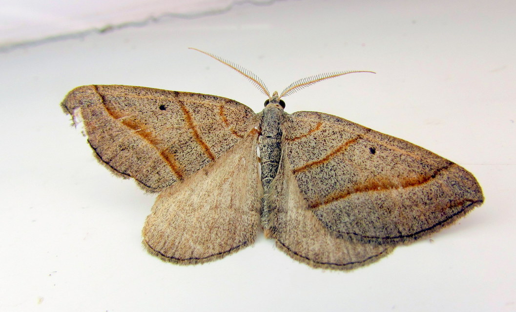 Scotopteryx mucronata/luridata/ignorata