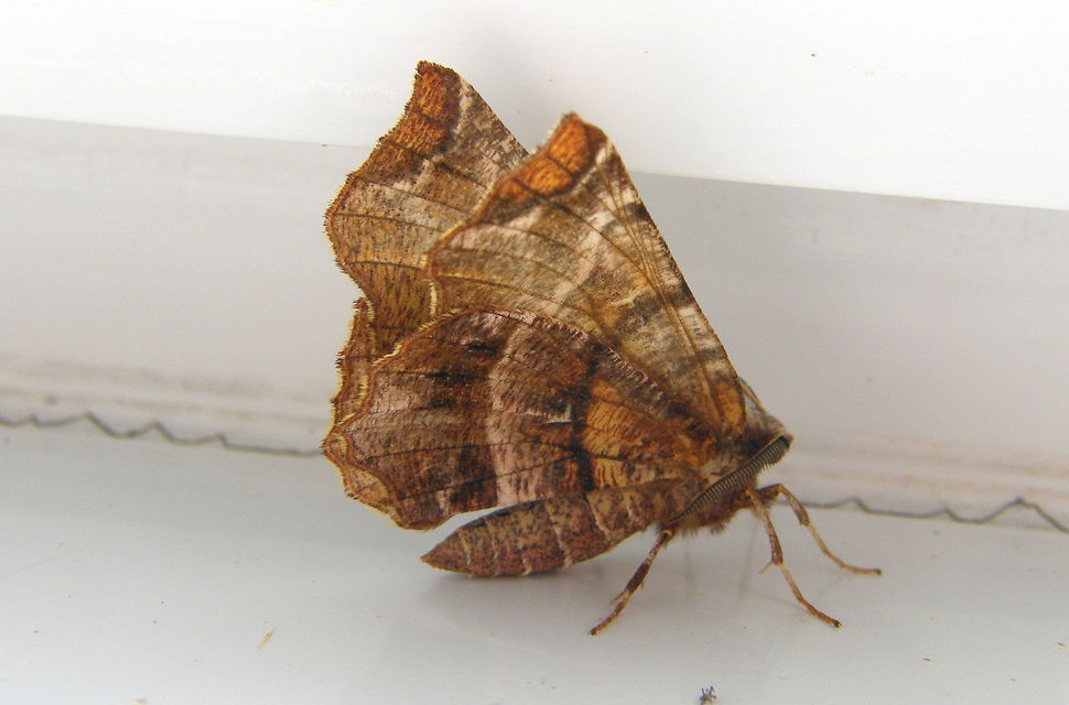Selenia dentaria - kétfoltos holdasaraszoló