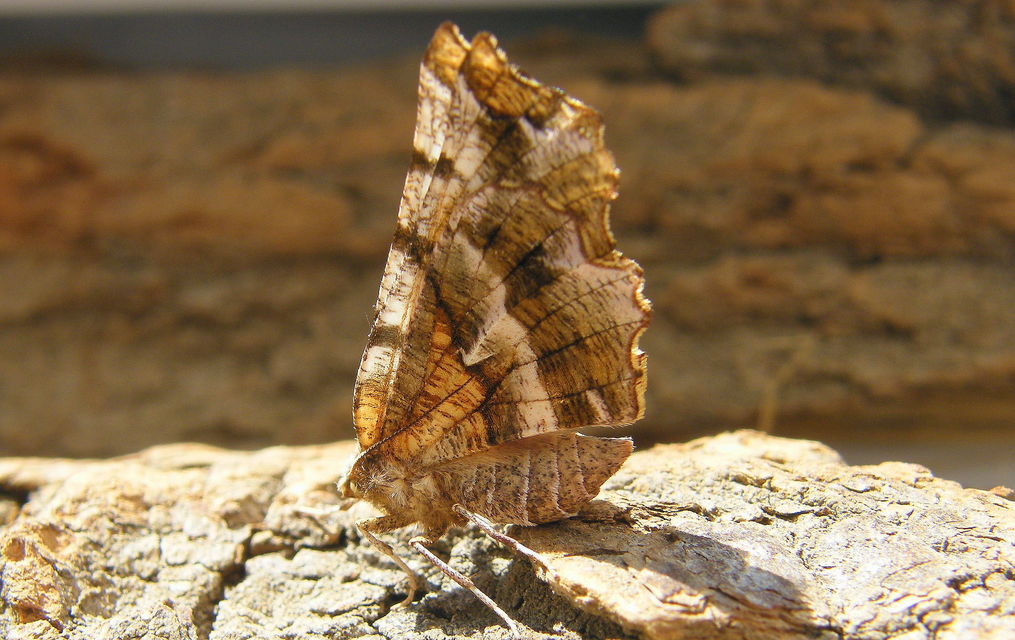 Selenia dentaria - kétfoltos holdasaraszoló