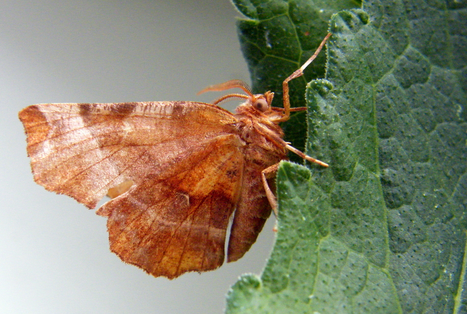Selenia dentaria - kétfoltos holdasaraszoló