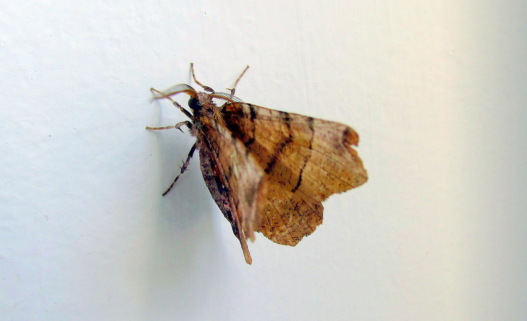 Selenia dentaria - kétfoltos holdasaraszoló