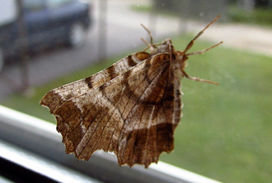 Selenia dentaria - kétfoltos holdasaraszoló