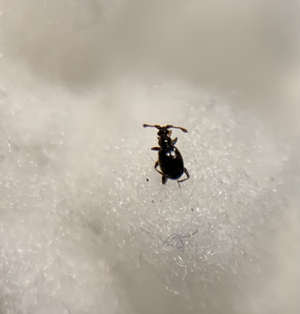 Bryaxis bulbifer Bryaxis bulbifer