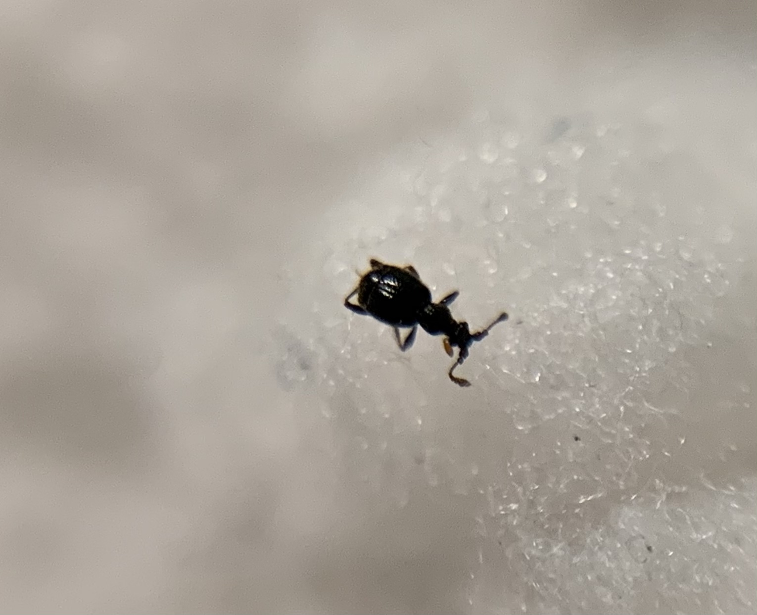 Bryaxis bulbifer