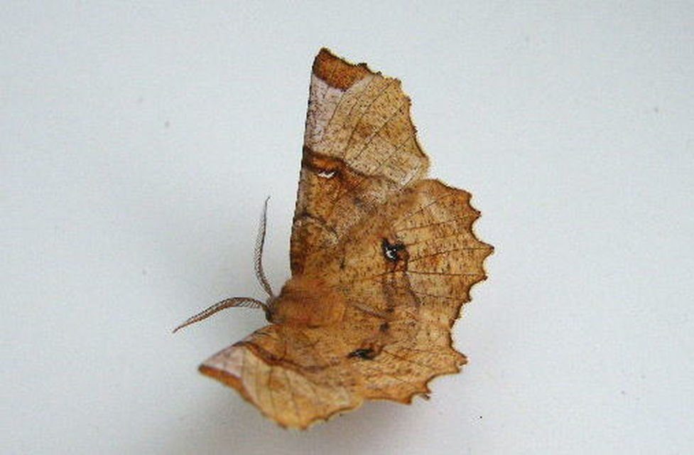 Selenia lunularia - egyfoltos holdasaraszoló