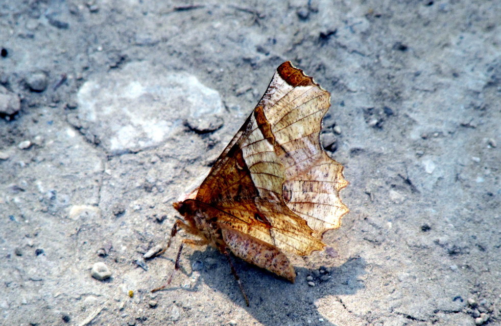 Selenia lunularia - egyfoltos holdasaraszoló