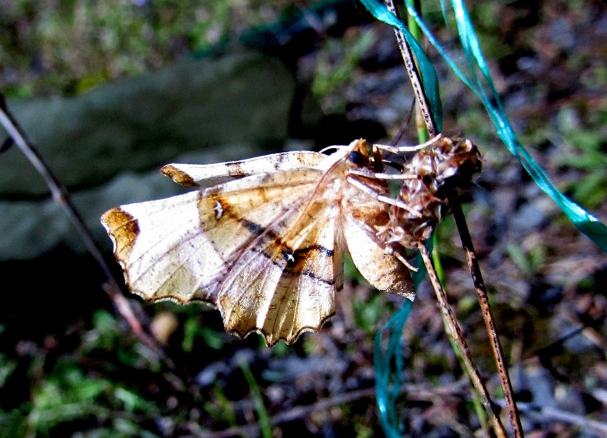 Selenia lunularia - egyfoltos holdasaraszoló
