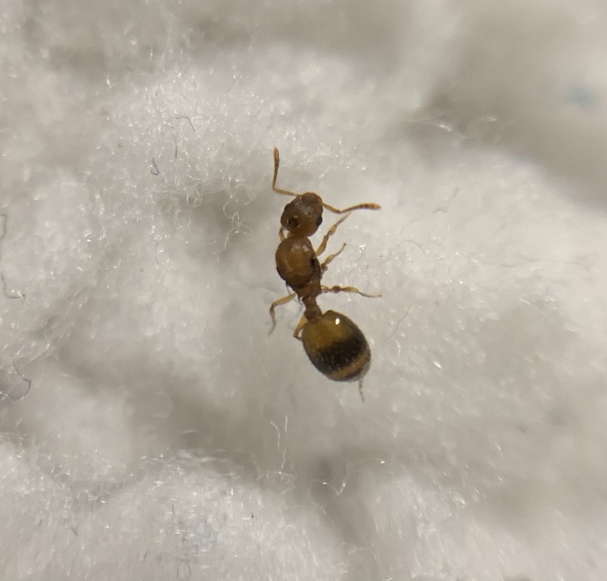 Temnothorax crassispinus - gubacslakó kéreghangya