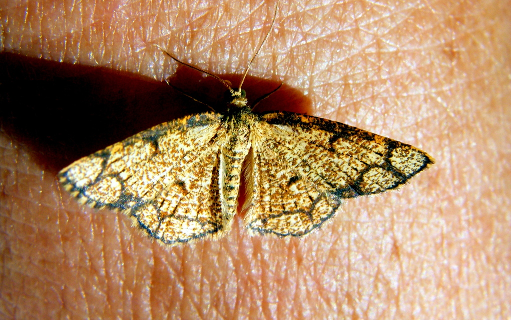 Stegania cararia - gyűrűs nyáraraszoló