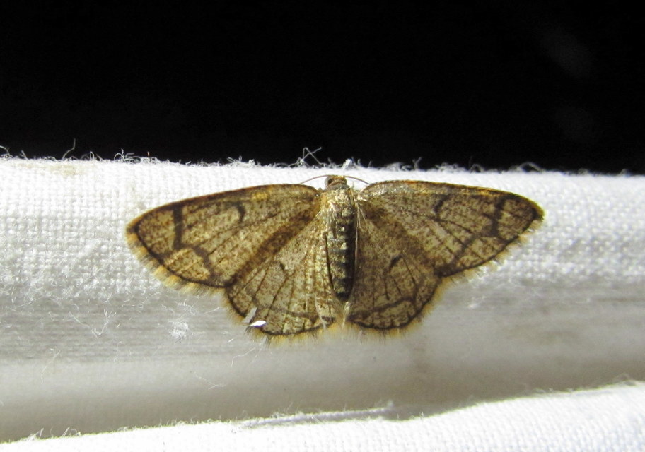 Stegania cararia - gyűrűs nyáraraszoló