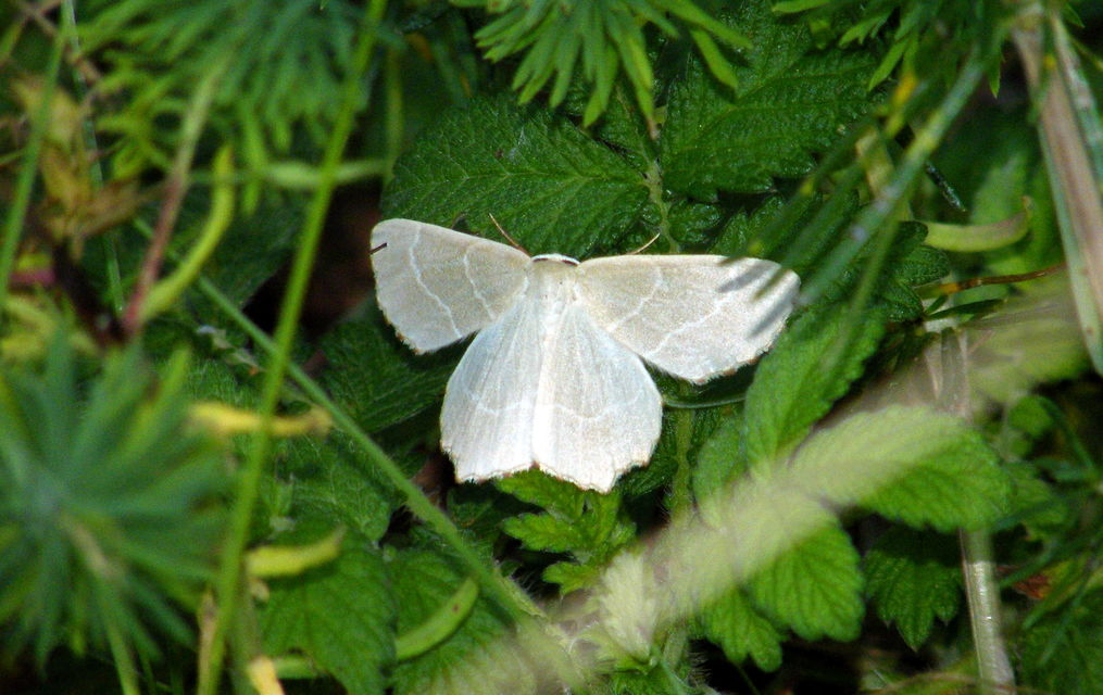 Thalera fimbrialis - csipkésszélű zöldaraszoló