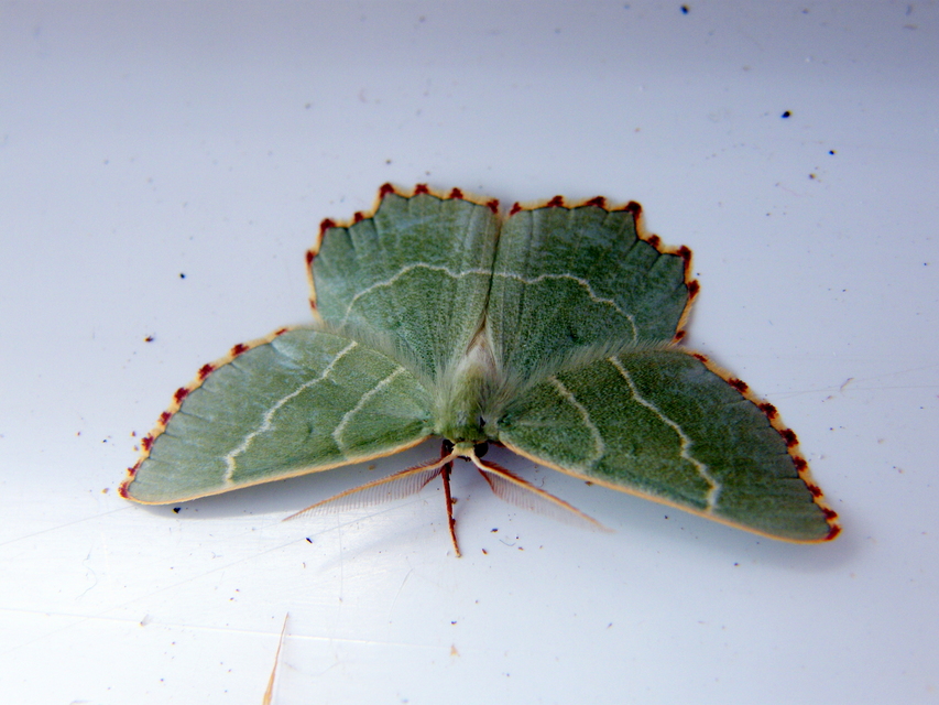 Thalera fimbrialis - csipkésszélű zöldaraszoló