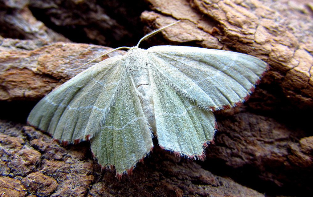 Thalera fimbrialis - csipkésszélű zöldaraszoló