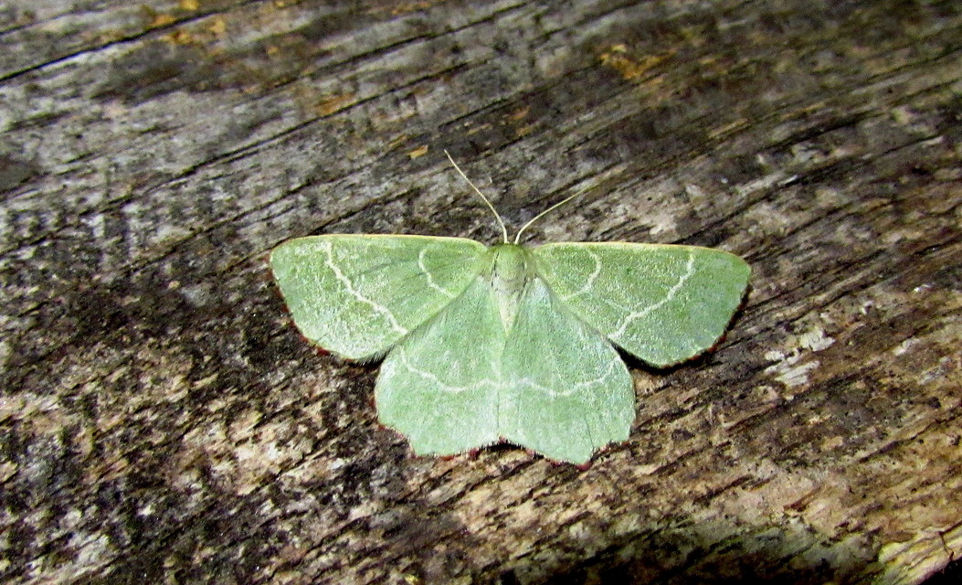 Thalera fimbrialis - csipkésszélű zöldaraszoló