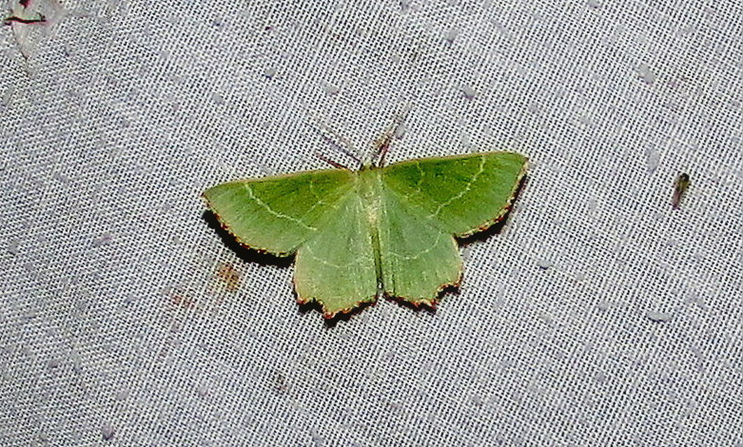 Thalera fimbrialis - csipkésszélű zöldaraszoló