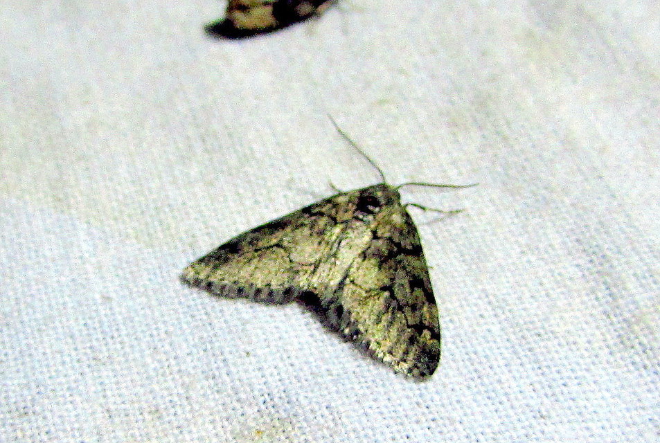 Tephronia sepiaria/Eumannia lepraria