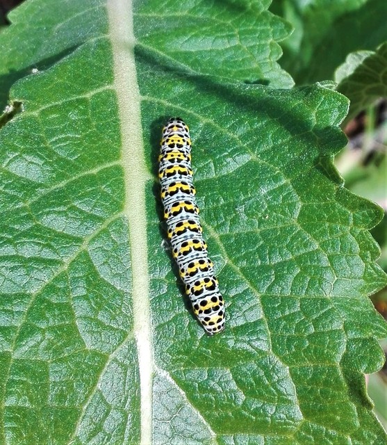 Shargacucullia gozmanyi/scrophulariae/verbasci