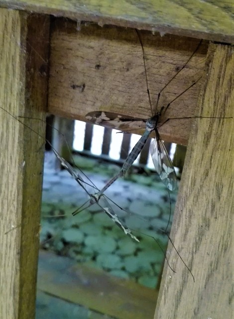 Tipula maxima - Óriáslószúnyog