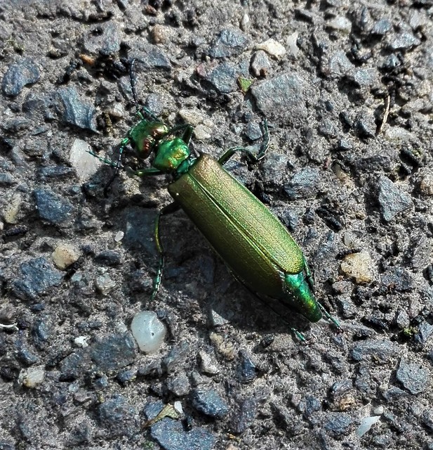 Lytta vesicatoria - kőrisbogár