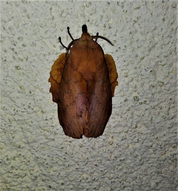 Gastropacha quercifolia - tölgylevélpohók