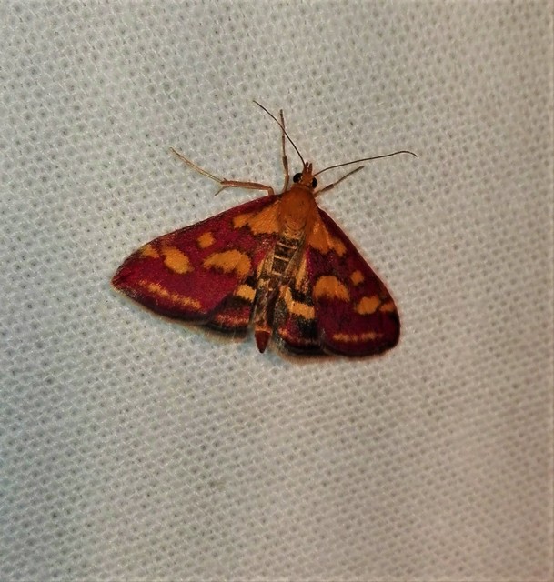 Pyrausta purpuralis - közönséges bíbormoly
