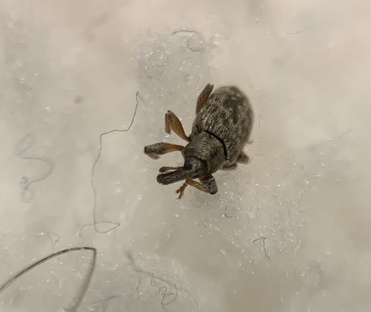 Dorytomus ictor - szegélyes hangormányos