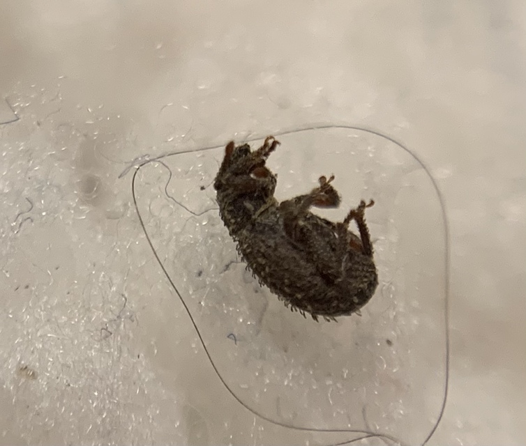Cathormiocerus aristatus - szálkás éjiormányos