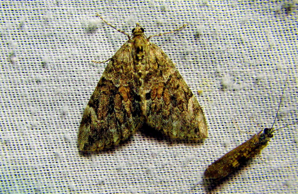 Thera variata/britannica