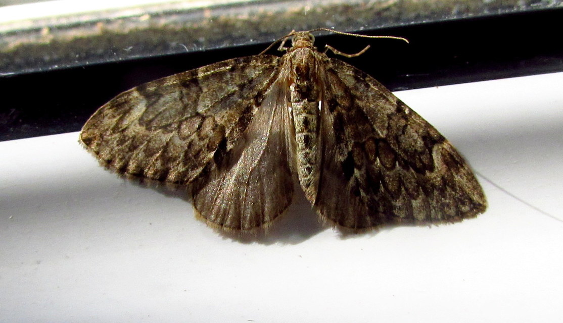 Thera variata/britannica
