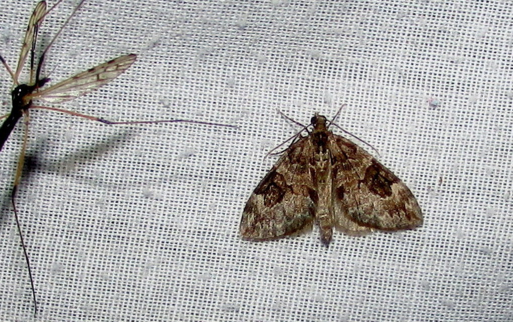 Thera variata/britannica